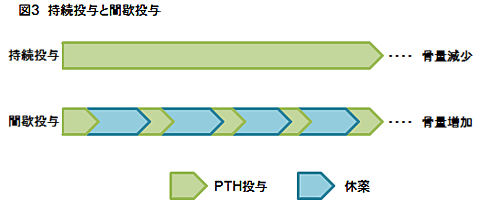 テリパラチド 作用 機 序